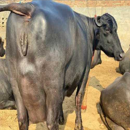 Murrah Buffalo - Black Female Dairy Breed | Excellent Milk Production, Ideal For Dairy Plants, High Demand For Milk Enhancement
