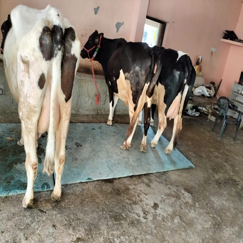 Various Color Hf Cow