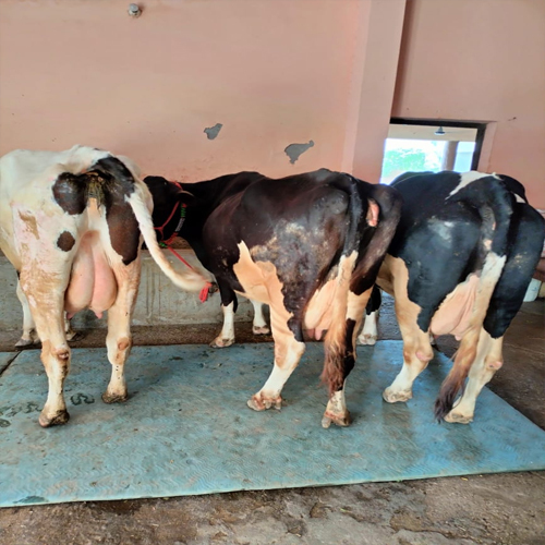 Various Color Hf Cow