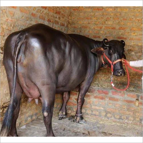 Black Murrah Buffalo