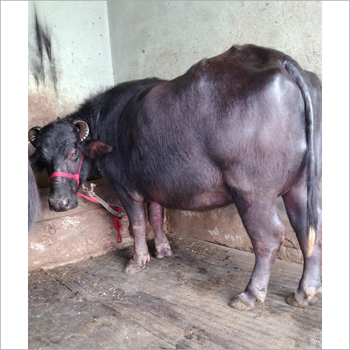 Black Murrah Buffalo
