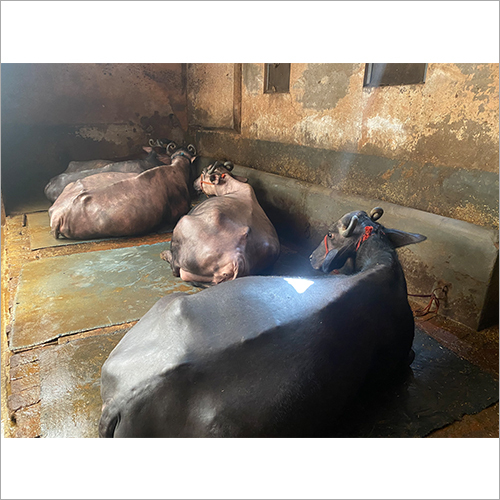 Black Murrah Buffalo