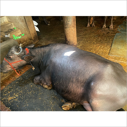 Black Murrah Buffalo