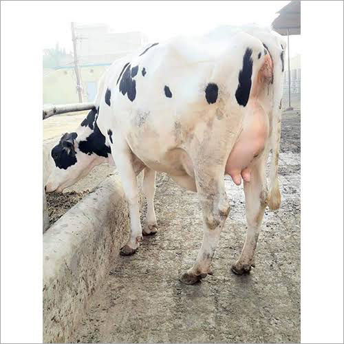 Brown Hf Cow