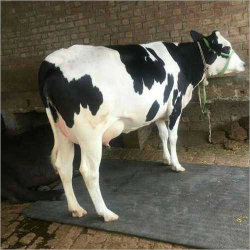 Brown Hf Cow