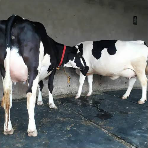 Brown Hf Cow