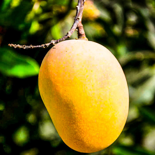 ताजा आम