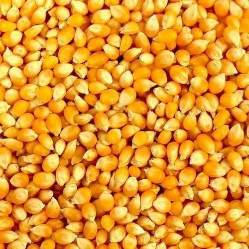 Dry Yellow Maize - High Purity Grain, Nil Moisture Content | Fresh Style, Common Cultivation, Rich in Dietary Fiber, Vitamins & Minerals