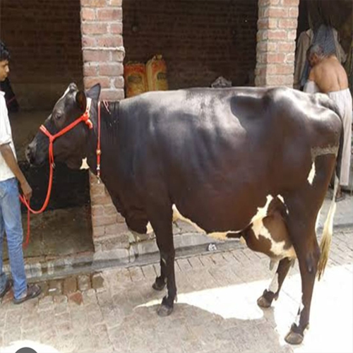 भूरी उच्च गुणवत्ता वाली Hf गाय