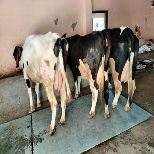 Black And White Pure Breed Hf Cow