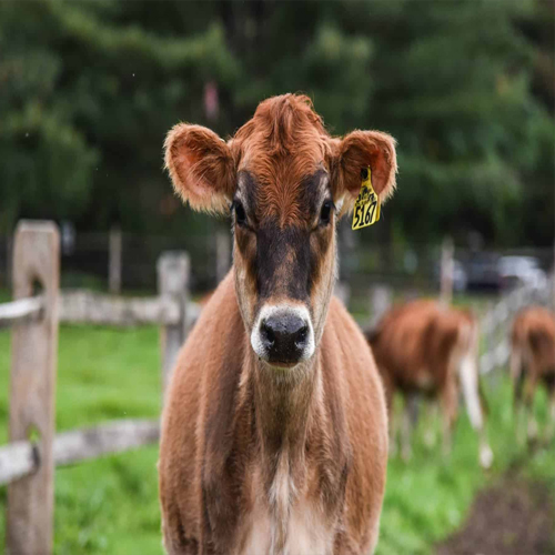 Brown Pure Breed Jersey Cow