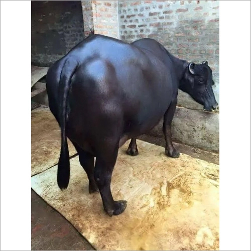 ब्लैक बेस्ट क्वालिटी मुर्रा भैंस