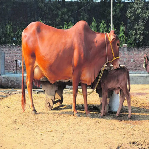 भूरी शुद्ध नस्ल की साहीवाल गाय