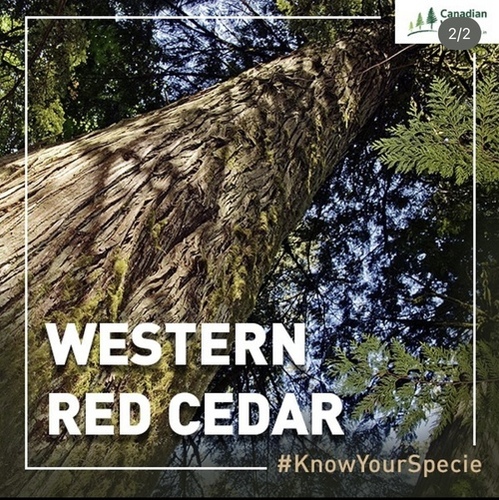 सजावटी लैमिनेट्स वेस्टर्न रेड सीडर