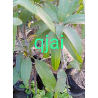 क्यूजाई प्लांट शेल्फ लाइफ: 2-3 साल