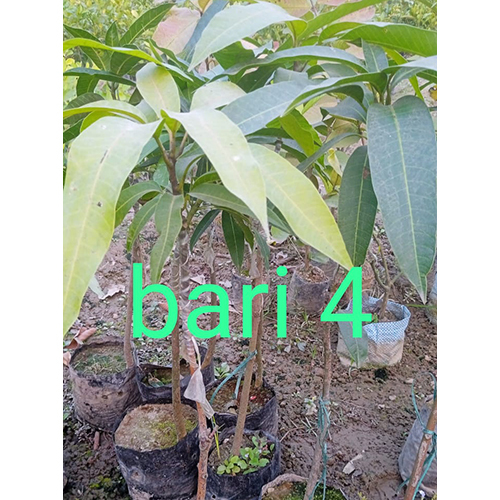 बारी 4 प्लांट शेल्फ लाइफ: 2-3 साल