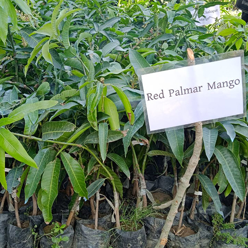 रेड पामर मैंगो प्लांट शेल्फ लाइफ: 2-3 साल
