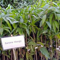 केले के आम के पौधे की शेल्फ लाइफ: 2-3 साल