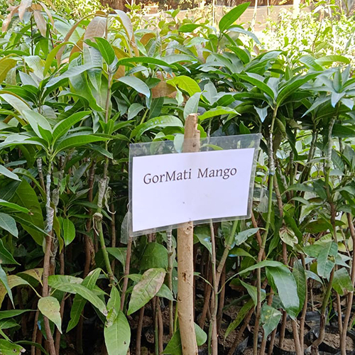 गौरमती मैंगो प्लांट शेल्फ लाइफ: 2-3 साल