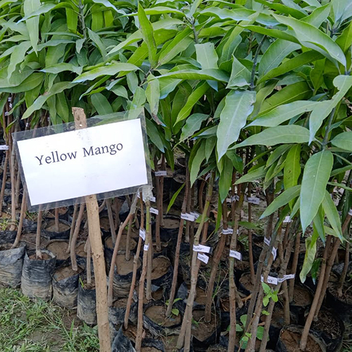 पीले आम के पौधे की शेल्फ लाइफ: 2-3 साल