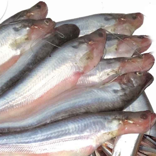 पाब्डा फिश फीड्स