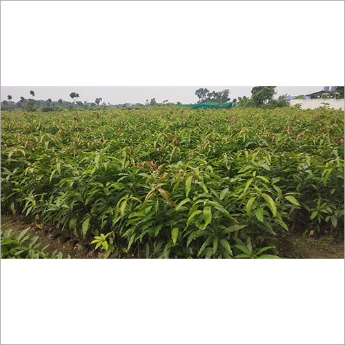 Green Amrapali Plant