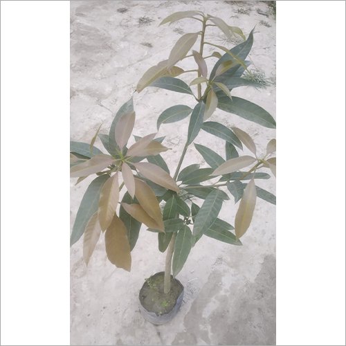 Green Gourmoti Mango Plant