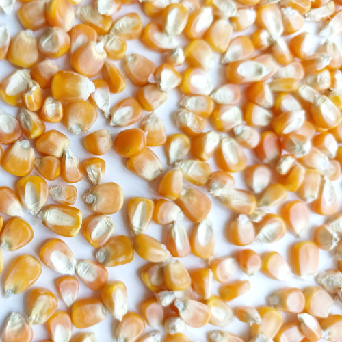 Machine Cleaned Corn - Premium Dried Corn, 100% Purity, Bright Yellow Color, 2-year Shelf Life