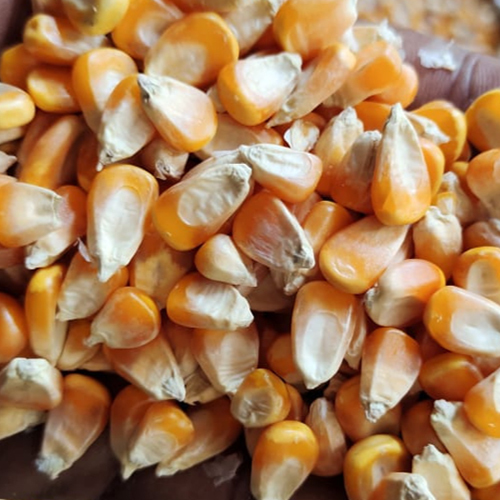 Yellow Maize Animal Feed Grade Corn at Best Price in Mumbai | Shree ...