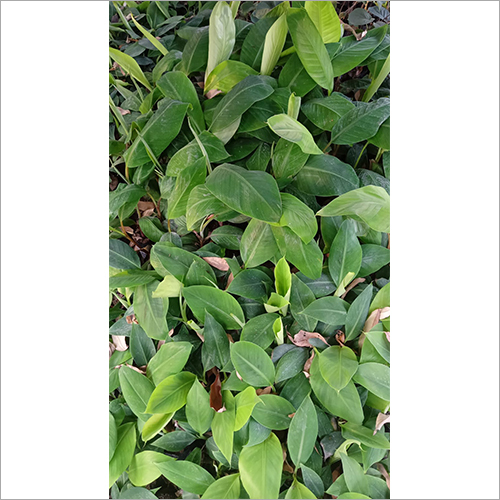  हरा अग्निश्वर केले का पौधा