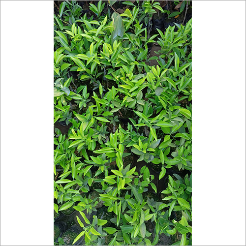  ग्रीन लेमन प्लांट