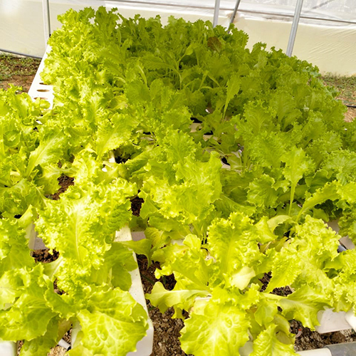Agriculture Hydroponics System Cover Material: Film