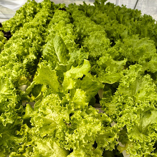 Agriculture Hydroponics System Cover Material: Film