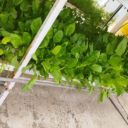 Agriculture Hydroponics System Cover Material: Film