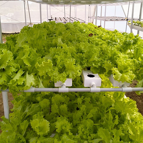 Agriculture Hydroponics System Cover Material: Film