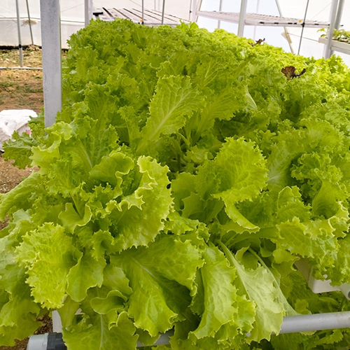 Agriculture Hydroponics System Cover Material: Film