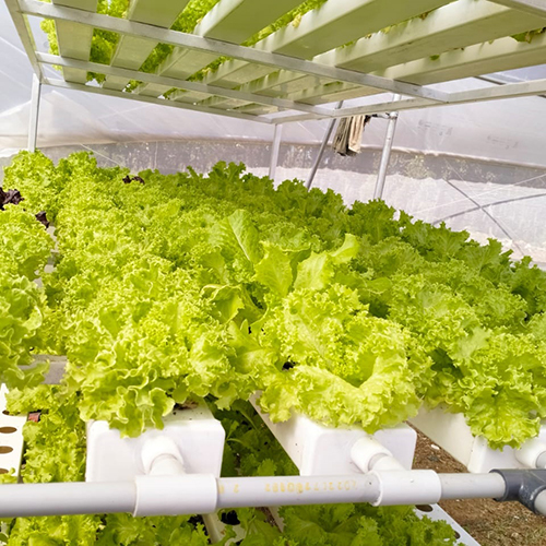 Agriculture Hydroponics System Cover Material: Film