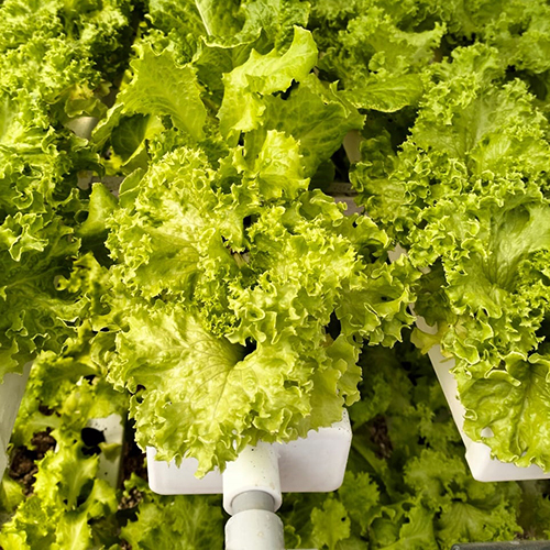 Agriculture Hydroponics System Cover Material: Film