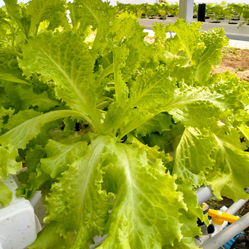 Agriculture Hydroponics System Cover Material: Film