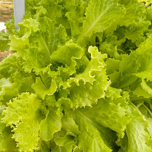 Nft A Type Hydroponics System Cover Material: Film