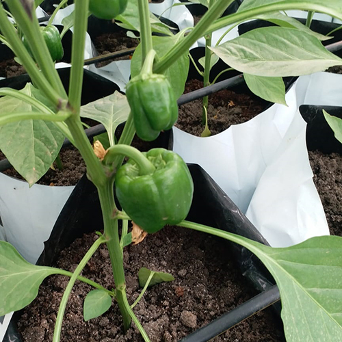 Rectangular Hydroponics System - Plastic Frame, Large Greenhouse Size | Film Cover Material, Ideal For Efficient Plant Growth