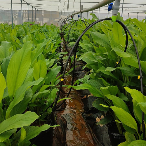 Rectangular Hydroponics System - Plastic Frame, Large Greenhouse Size | Film Cover Material, Ideal For Efficient Plant Growth