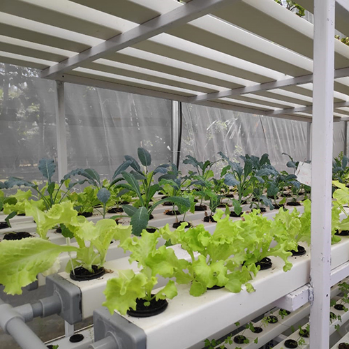 Rectangular Hydroponics System - Plastic Frame, Large Greenhouse Size | Film Cover Material, Ideal For Efficient Plant Growth