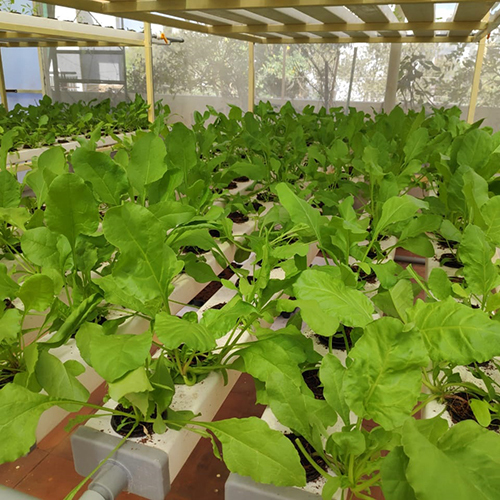 Rectangular Hydroponics System - Plastic Frame, Large Greenhouse Size | Film Cover Material, Ideal For Efficient Plant Growth