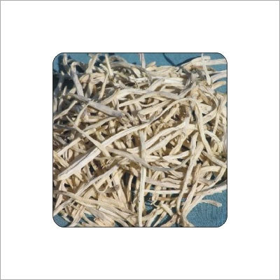 सफ़ेद मूसली