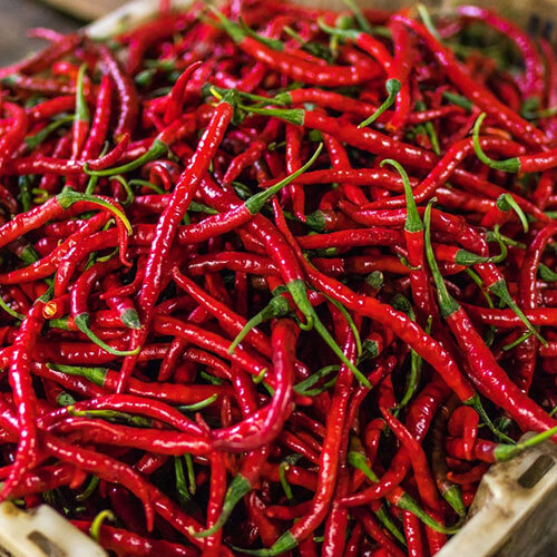 Red Chilly - Moisture (%): Nil