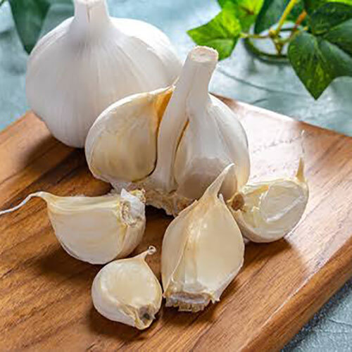 Fresh Garlic - Moisture (%): Nil