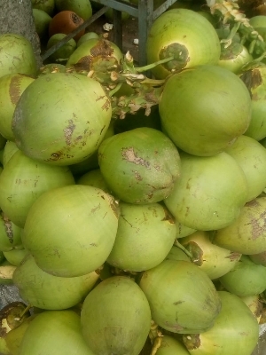 Green Fresh Tender Coconut