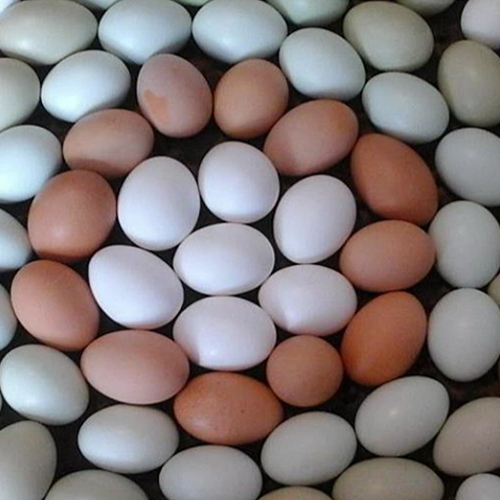 Fresh Chicken Eggs Egg Size: Natural
