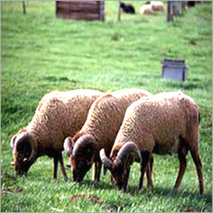 Sheep